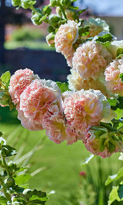 GO Designs El Paso landscape services offer unparalleled implentation of local, maintainable flora.